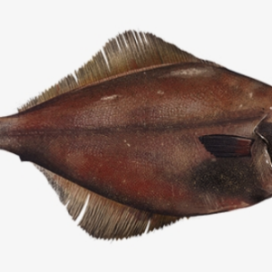 ArrowtTooth Flounder (Fresh) (907g)