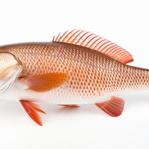 Golden Redfish (Fresh) (750g)
